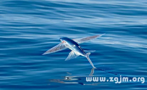 夢見別人抓魚是什麼徵兆：做夢夢到捉魚是什麼徵兆