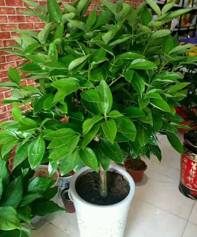82屬狗適合養什麼植物：82屬狗適合養什麼植物