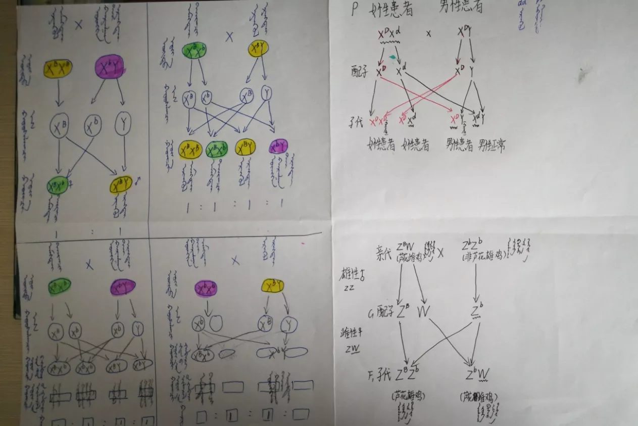 5、如圖是某家庭紅綠色盲遺傳圖解，請據圖回覆．（1）請將此遺傳圖解彌補完整．??????（2）紅綠色盲是______