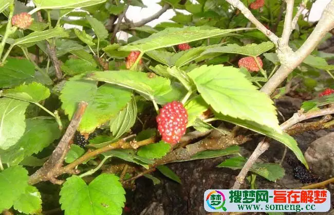 3、桑拓木命和桑柘木命婚配好嗎:桑柘木和大林木命合婚嗎