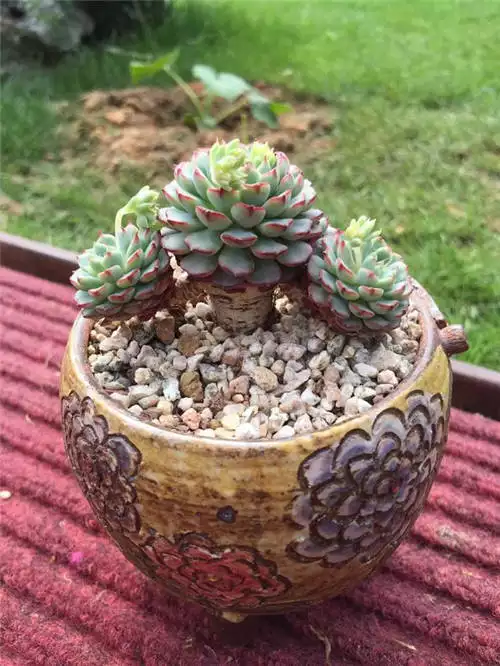 4、肉肉植物有多少品種圖片:所有植物名稱大全，及圖片