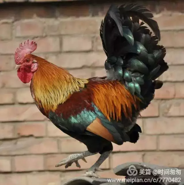 1、二月的雞和9月的馬婚配怎麼樣:馬和雞婚配合適嗎？