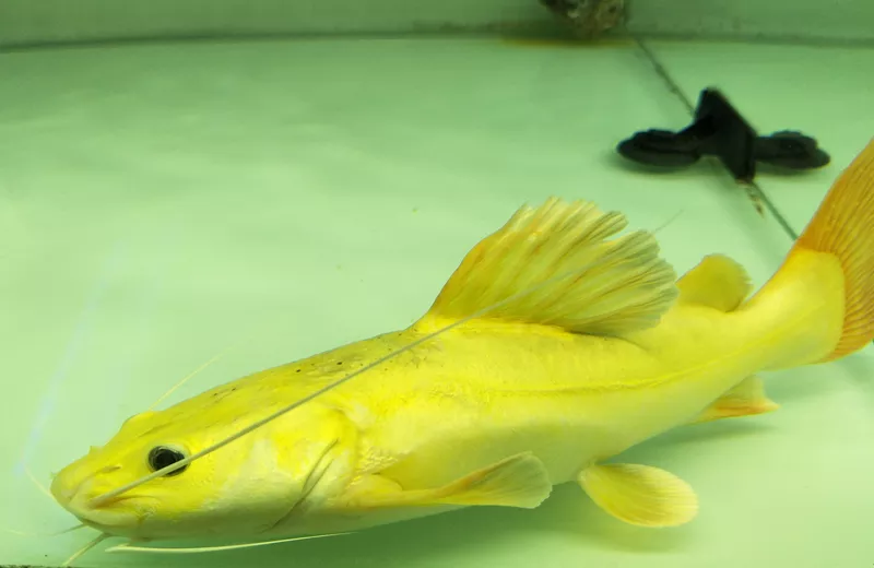 1、招財貓魚吃什麼魚食:招財魚喂什麼飼料好