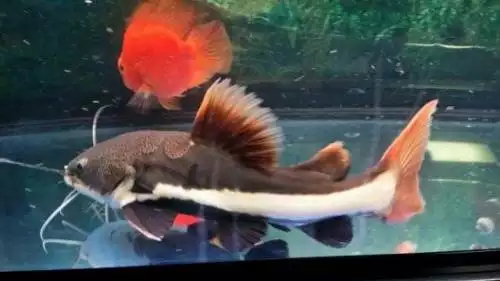 2、招財貓魚怎麼養比較好:招財貓魚怎麼養