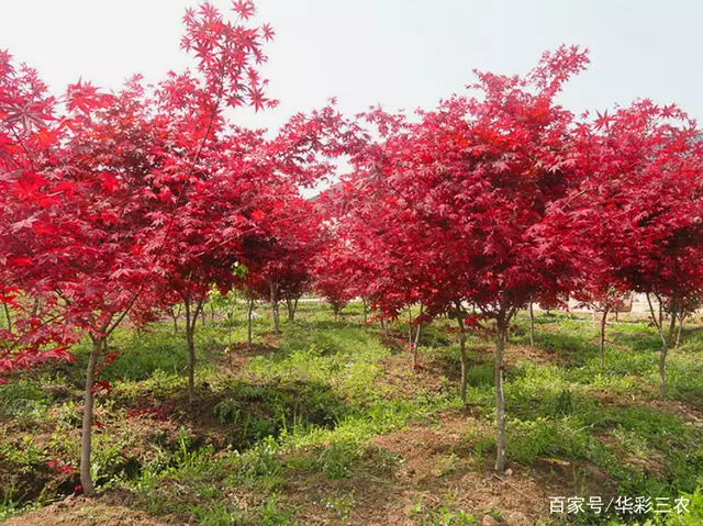 三枝十枝紅楓竹是什麼屬相：三枝十枝紅楓竹是猜什麼生肖