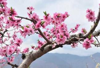 2、八字如何查桃花:八字是怎麼看桃花運在哪年出現的