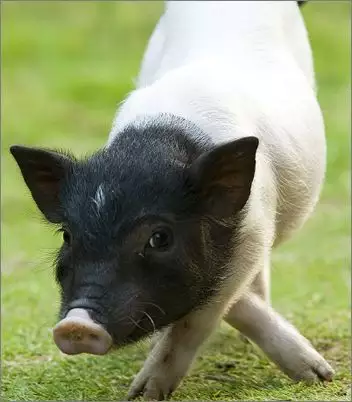 什麼屬相適合養殖動物：特種養殖都是包括哪些種類