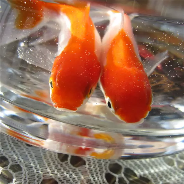 夢見別人送魚是什麼徵兆：夢見有人送魚給我會怎麼樣？
