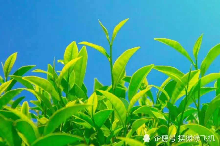 屬豬的貴人屬相是什麼：屬豬的三大貴人