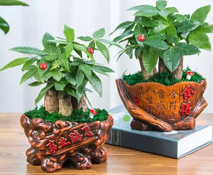 3、店裡面放什麼植物招財:什麼植物花放在店裡招財