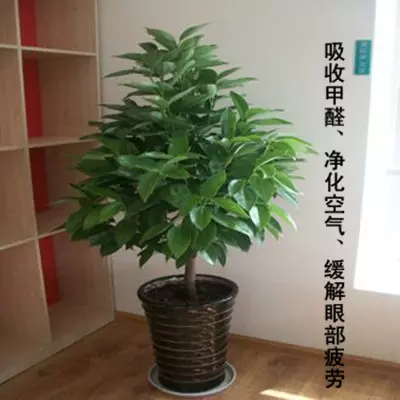 2、適合辦公室擺放的綠植:適合辦公室擺放的綠植