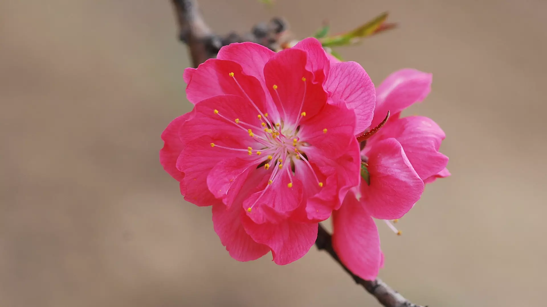 7、花草圖片大全:花卉圖片大全最全面的網站？