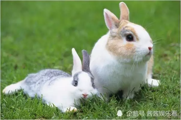 4、我知道正緣桃花是說會遇到真愛並且會結婚那一種，可是命里有兩朵正緣桃花又怎麼解釋？難道結兩次婚嗎？求