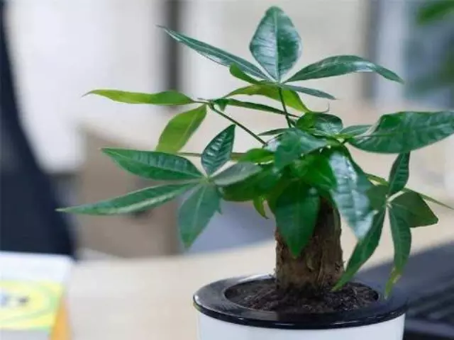 3、家裡的發財樹怎麼養才能養活:發財樹該怎麼養？