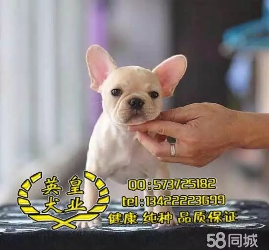 5、牛寶寶和虎寶寶哪個好:牛寶寶，虎寶寶，兔寶寶，要哪個好呢