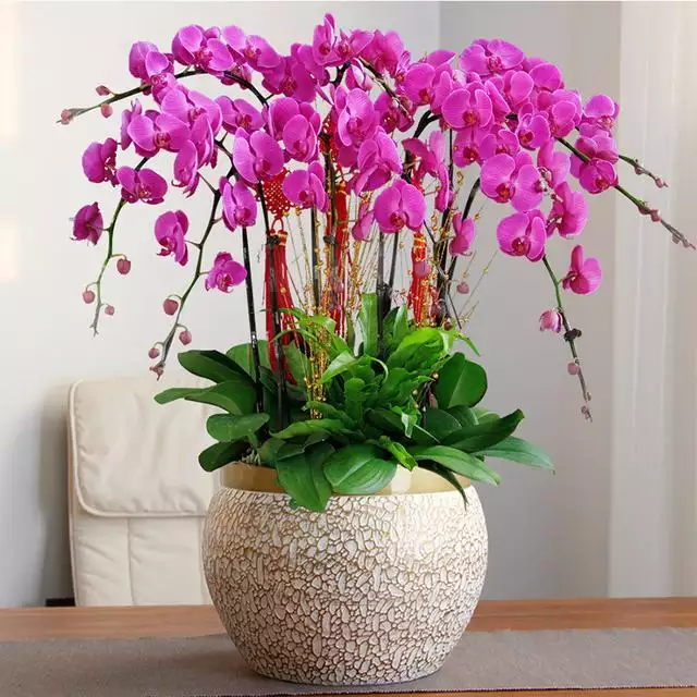1、家裡招財養什麼植物比較好:什麼樣的花好養又招財