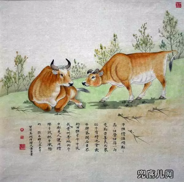 為何屬牛的人不怕本命年：牛年屬牛的是本命年要怎樣避忌下？