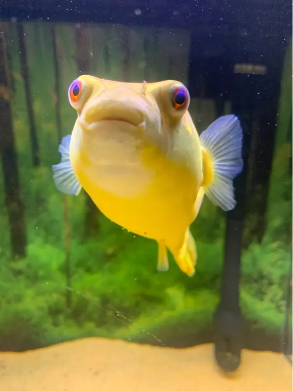 女人夢見好多死魚和蝦：女人夢見死魚什麼預兆