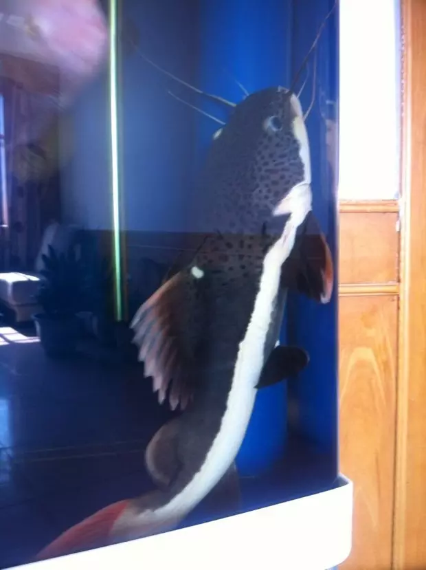 1、招財貓魚怎麼養比較好:招財貓魚餵養的一些情況。