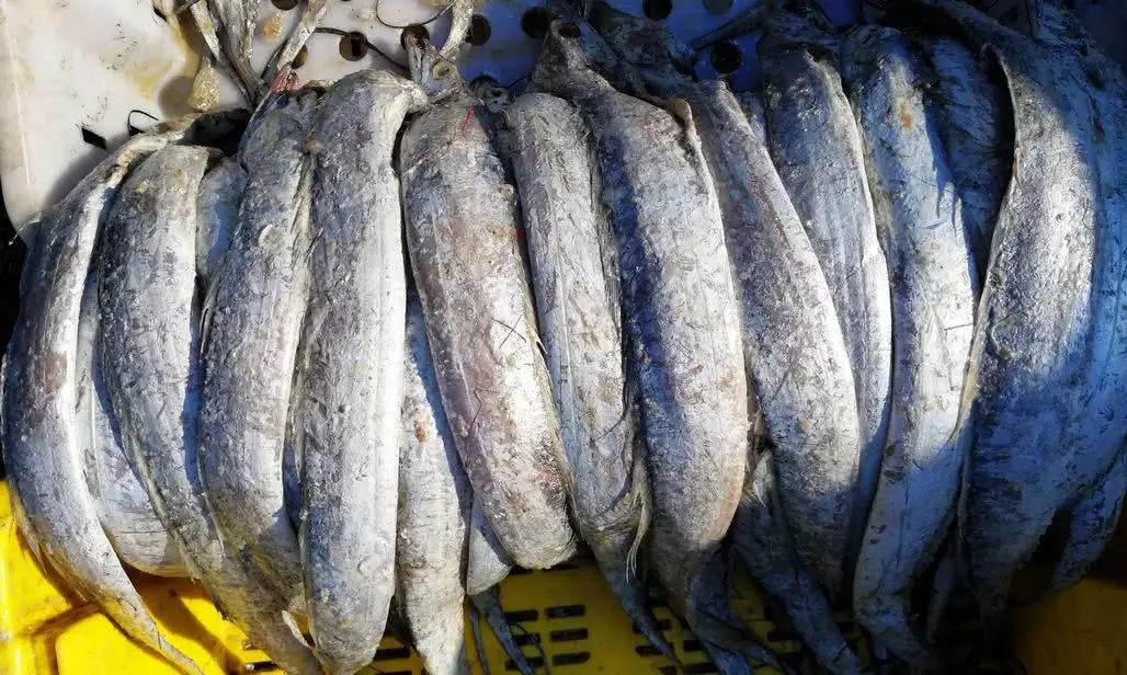女人夢見在河邊抓了很多活魚活蝦：夢到抓住很多小魚，小蝦，是什麼意思？