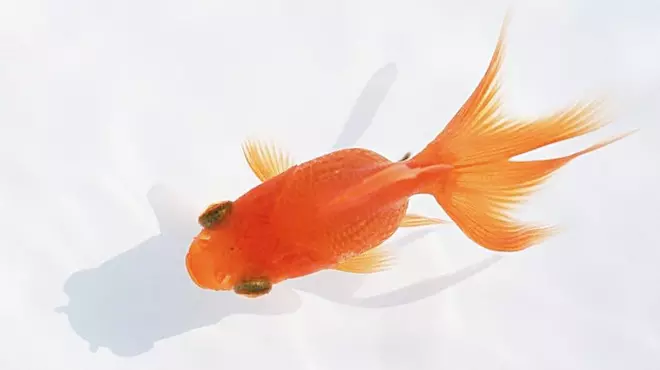 2、養金魚幾條**旺財:家裡養幾條魚最旺財