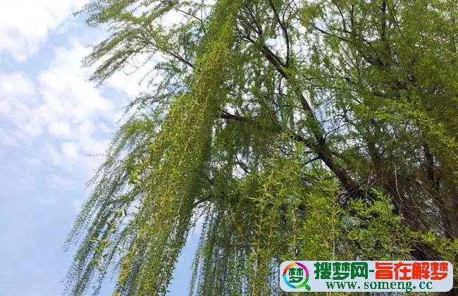 4、楊柳木命的貴人:五行楊柳木命他們說好還是壞（不懂古文術語說白話點）
