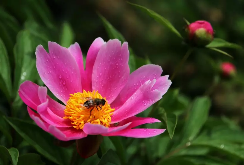 未來三年桃花運最好的屬相：2021年桃花運最旺生肖排名