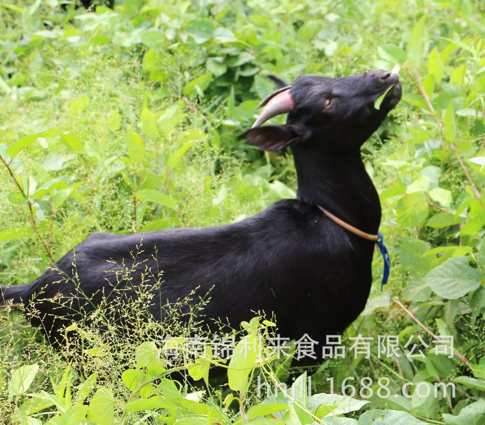 2、羊和雞婚配對丈人好嗎:女91年屬羊與男93年屬雞的配嗎