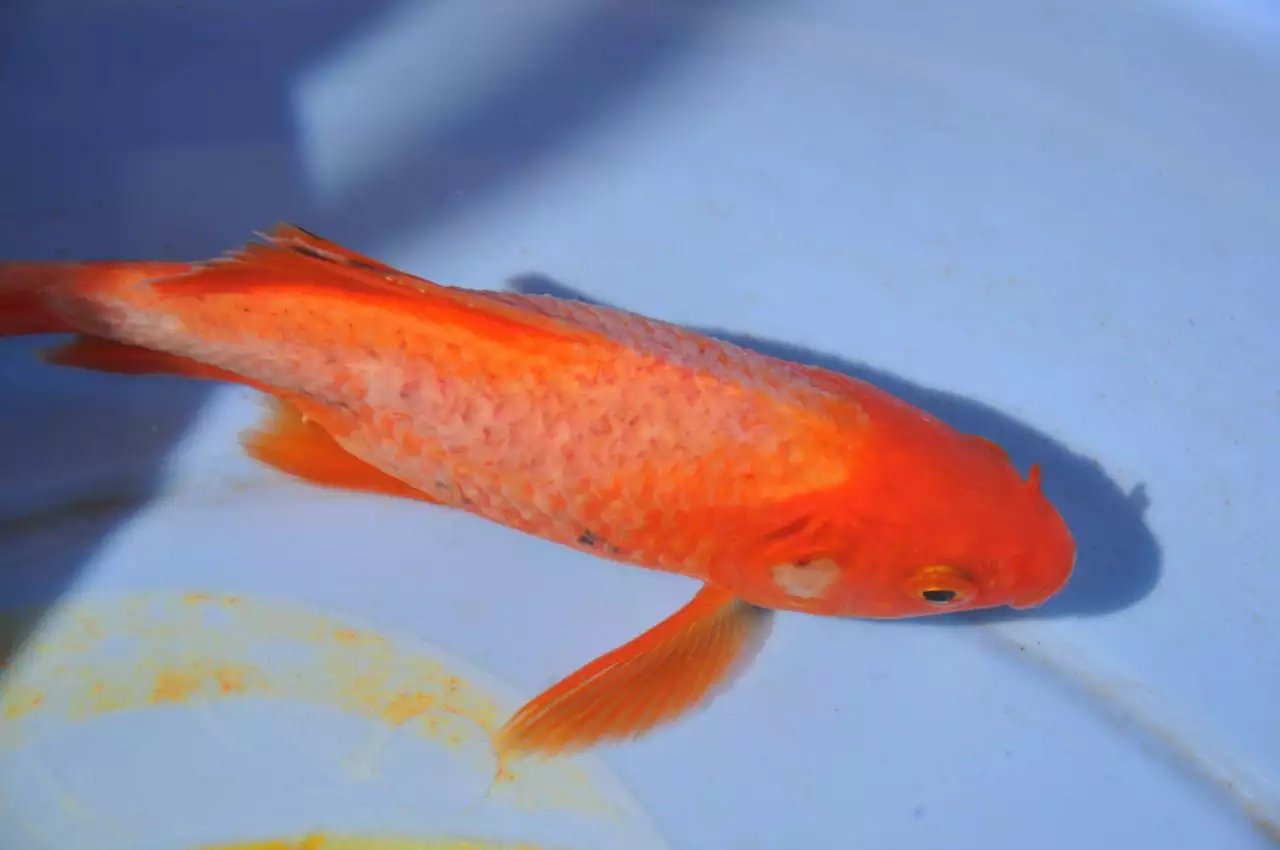 2、魚身上有白色絮狀物會自愈嗎:魚缸里和魚身上有白色絮狀物水也很混用什麼葯