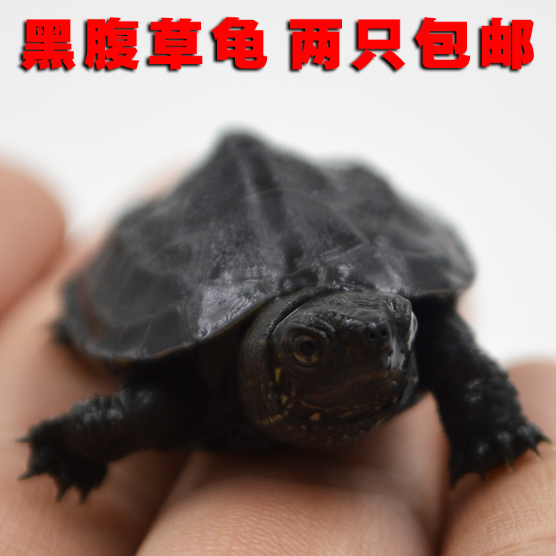 烏龜養5隻對風水好嗎：烏龜象徵著什麼意思？