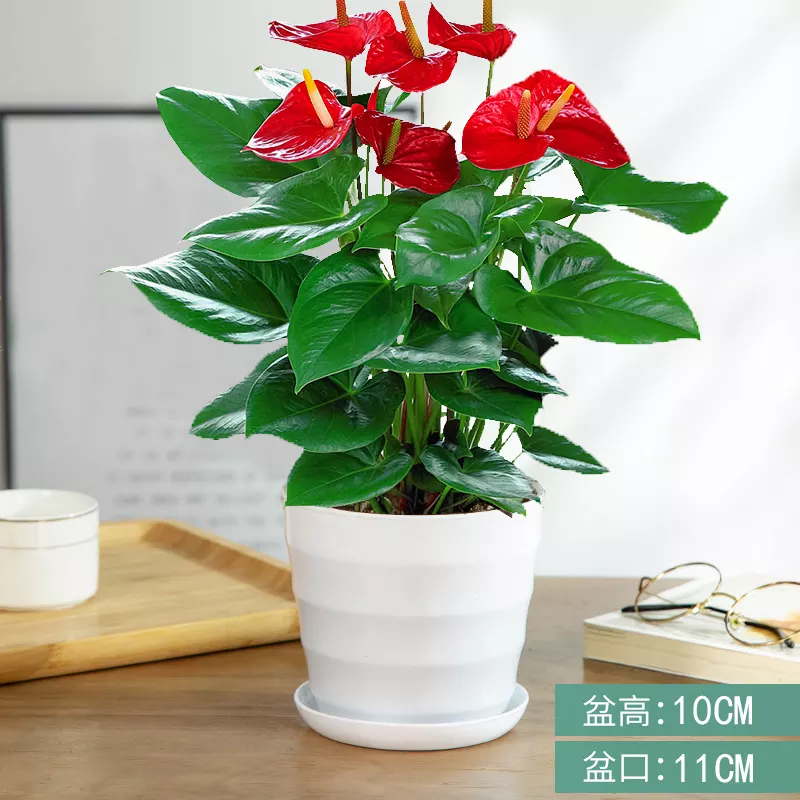 2、適合結婚送的植物盆栽:結婚時新房客廳適合擺放什麼盆栽花