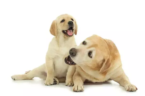 屬狗的孩子，在幾月份出生的命運是最不好的呢
