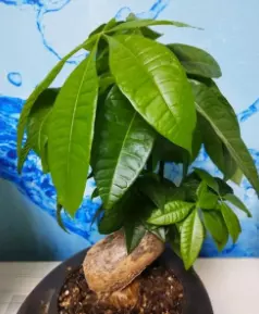 2、招財樹怎樣澆水和用肥:招財樹怎樣澆水和光照