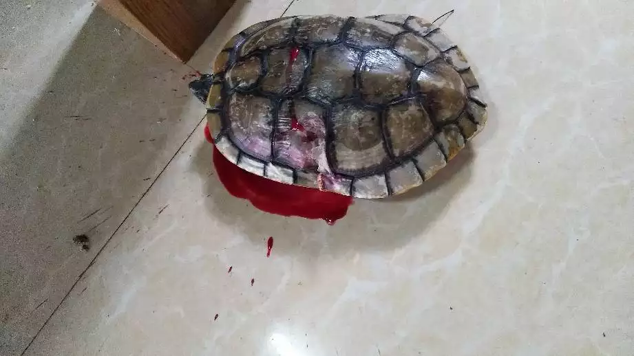 烏龜從三樓摔下會死嗎：小烏龜從3樓摔下去，流了血，會死嗎？