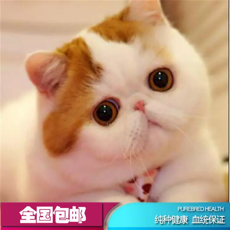 5、寵物貓價格排行榜:哪種寵物貓好樣？