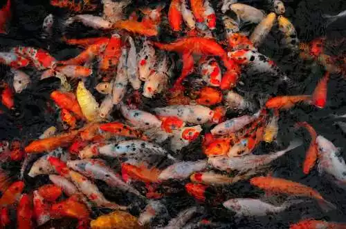 夢見空手抓魚是什麼意思：男人夢見空手抓了好多魚是什麼意思?