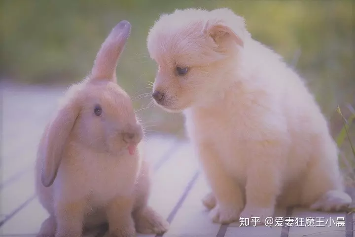4、屬狗男的和屬兔女的人婚配好欠好:男屬狗女屬兔相配嗎