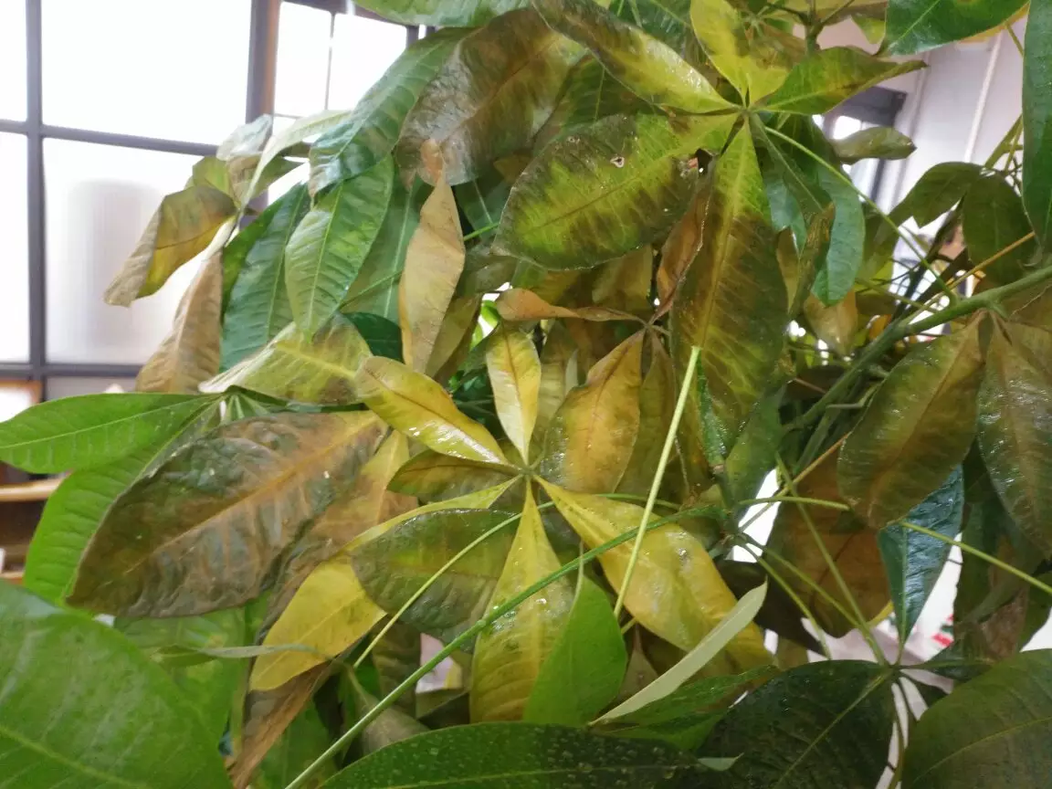 3、招財樹恭弘=叶 恭弘子發黃怎麼處理怎麼補救:招財樹恭弘=叶 恭弘子突然變黃應怎樣補救
