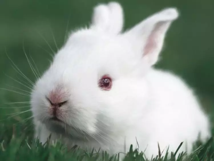 夢見很多自己屬相的動物：夢見十二生肖