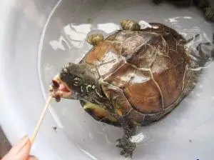 家裡的烏龜去世了怎樣埋葬：烏龜死後要立刻埋葬嗎？
