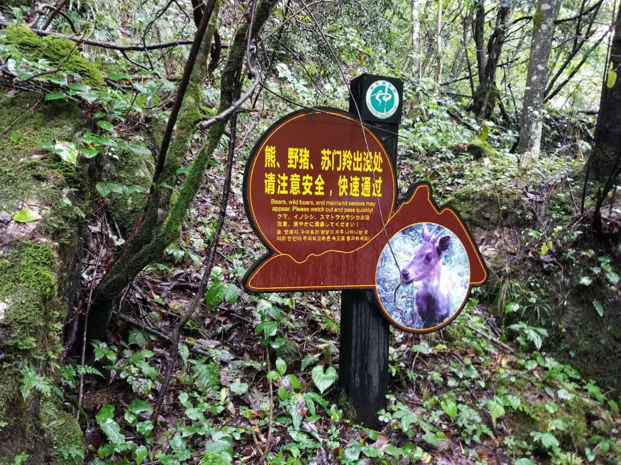 綠林之地野獸多是什麼屬相：綠樹後面野獸打一生肖
