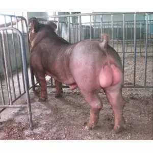 3、女方牛與男方豬婚配好嗎:男屬豬女屬牛相配嗎