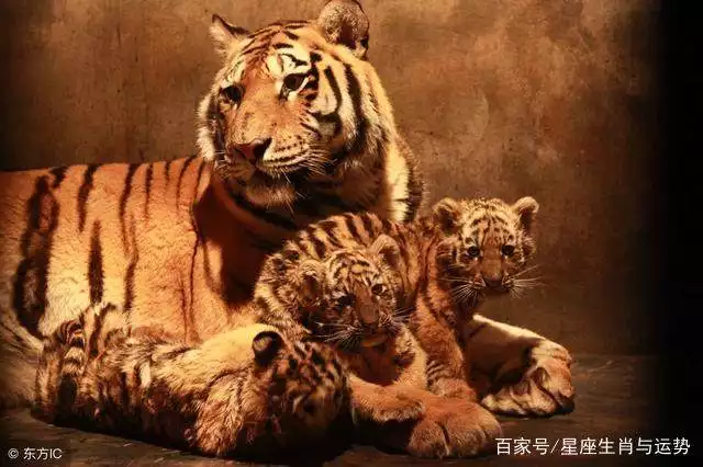 3、屬虎的人什麼時辰出生:屬虎最富貴的出生時辰