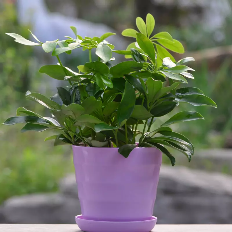 屬虎種什麼植物比較好：屬虎的幸運花是什麼花