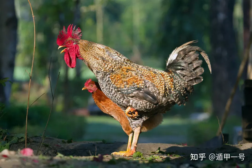 一九五三年生的人什麼屬相：一九五三年陰曆十二月二十四齣生是什麼生肖