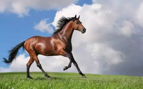 1、年屬馬八字算命:年屬馬的什麼命五行是什麼