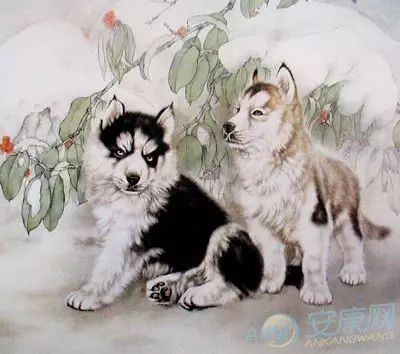 用主人的屬相給自己的狗狗取名：對主人很吉利吉祥的狗狗名字