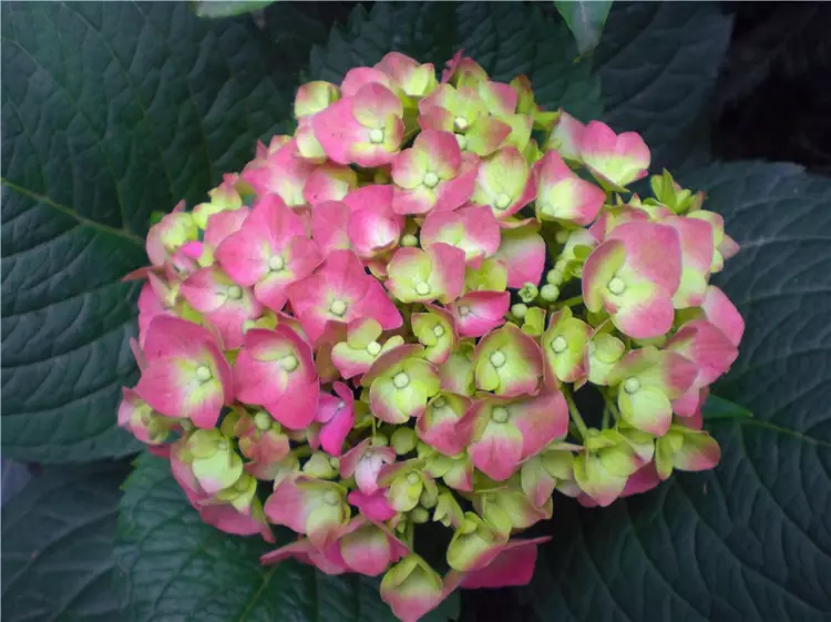 3、花卉圖片大全及花名及價格:家庭花卉圖片及名稱種(一)