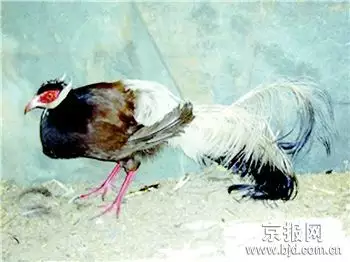 4、男子馬女雞婚配好欠好:男馬女雞婚配合適嗎