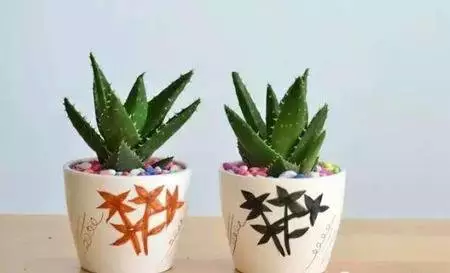 屬兔人養什麼植物最旺：屬兔的人家養什麼植物運氣才旺